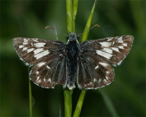 Réf. 60 326 : Pyrgus malvae