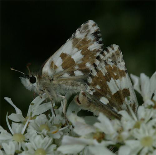 Réf. 60 468 : Pyrgus sp.