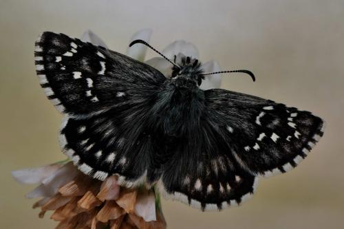Réf. 60 347 : Pyrgus carthami