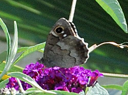 Réf. 60 071 : Hipparchia statilinus