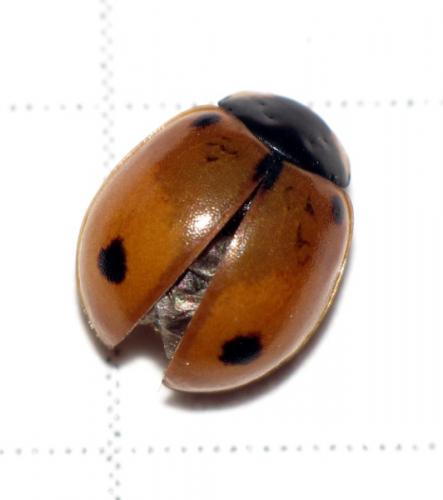 Coccinella hieroglyphica