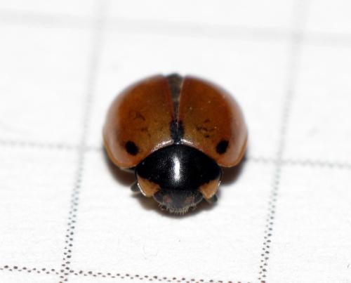 Coccinella hieroglyphica