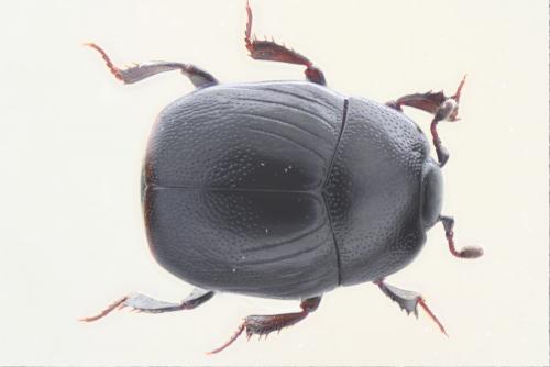 Réf. 60 944 : Gnathoncus nannetensis