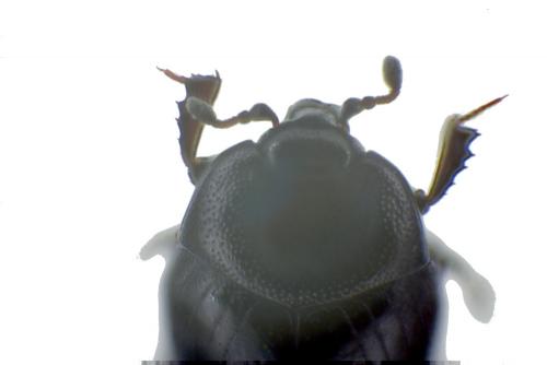 Réf. 60 946 : Gnathoncus nannetensis