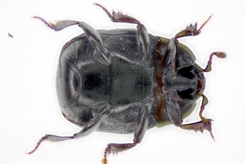 Gnathoncus nannetensis