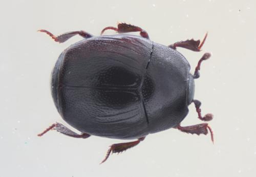 Réf. 60 943 : Gnathoncus buyssoni