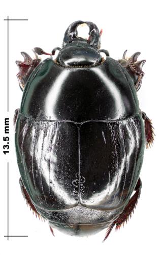 Réf. 60 991 : Pachylister inaequalis