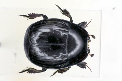 Margarinotus striola succicola