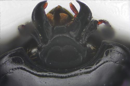 Margarinotus striola succicola