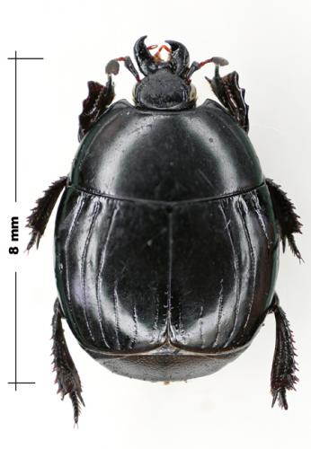 Réf. 60 961 : Hister unicolor