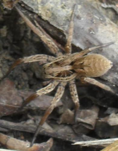 Hogna radiata