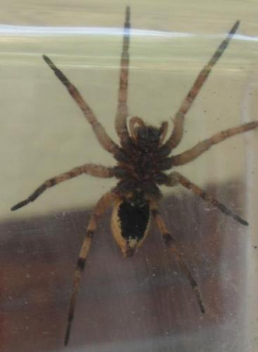 Hogna radiata