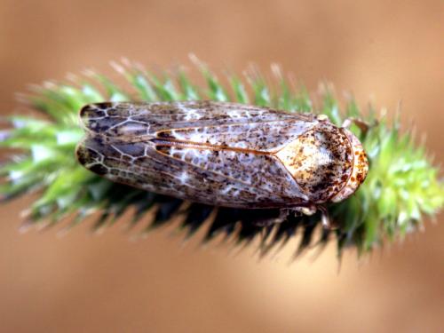 Réf. 60 855 : Allygidius sp.