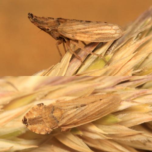 Réf. 60 856 : Eupelix cuspidata