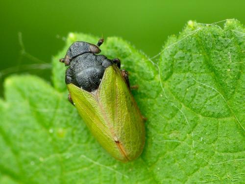 Tettigometra laeta