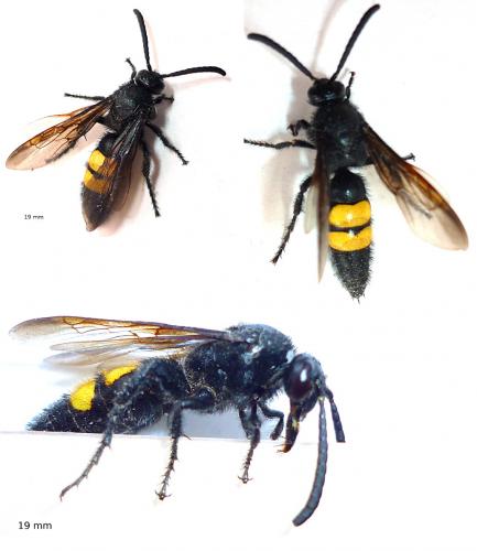 Scolia hirta