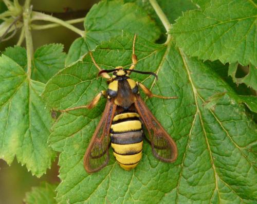 Sesia apiformis