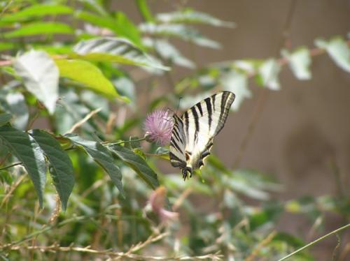 Iphiclides podalirius feisthamelii