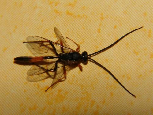 Réf. 60 517 : Campopleginae inconnu