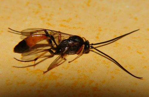 Réf. 60 518 : Campopleginae inconnu