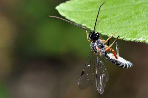 Réf. 60 229 : Tryphoninae inconnu