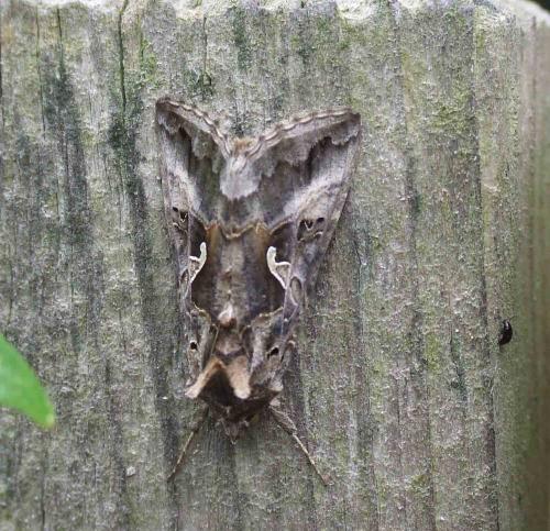 Réf. 60 576 : Autographa gamma