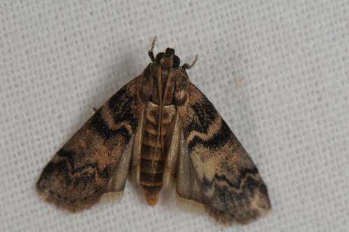 Réf. 60 193 : Euzophera pinguis