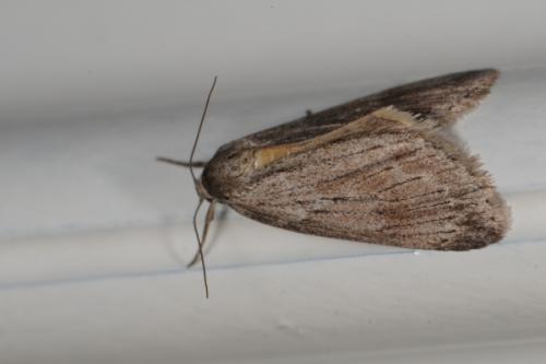 Pachycnemia hippocastanaria