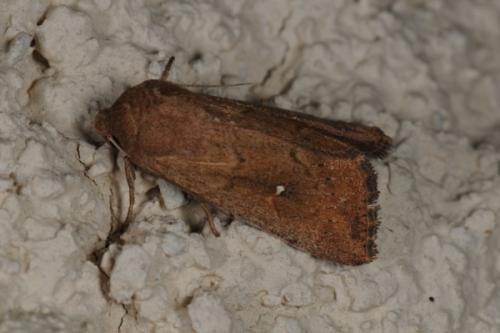 Réf. 60 318 : Mythimna albipuncta