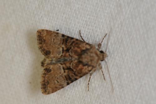Mesoligia furuncula