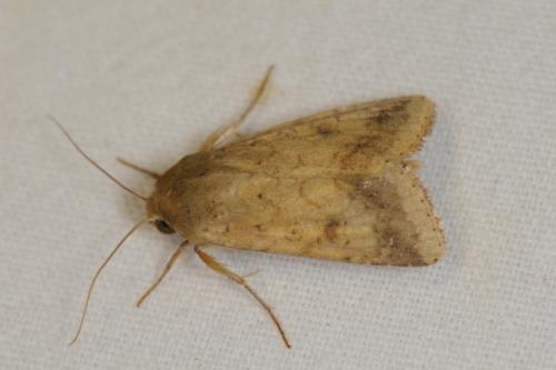 Heliothis sp.
