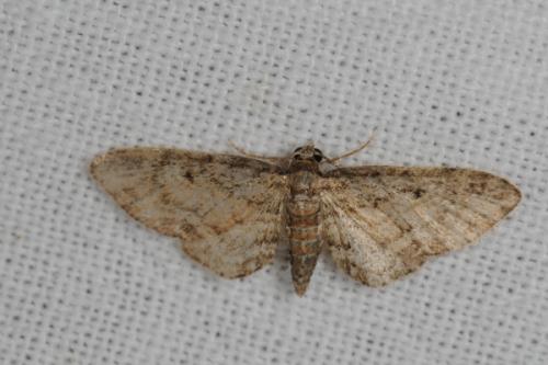Réf. 60 878 : Eupithecia inturbata