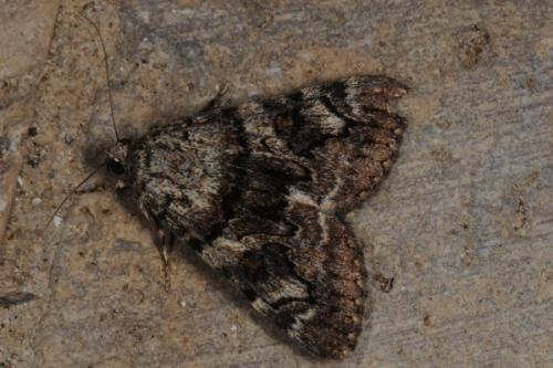 Catocala nymphagoga