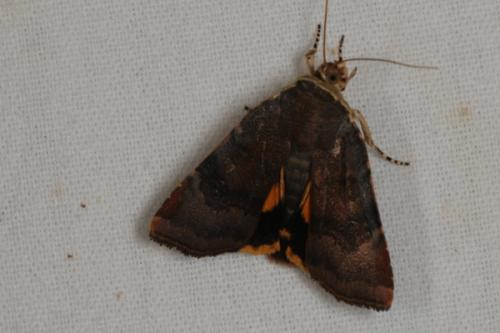 Noctua sp.