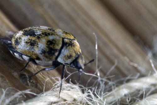 Réf. 60 829 : Anthrenus verbasci