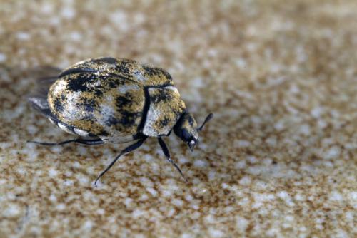Réf. 60 830 : Anthrenus verbasci