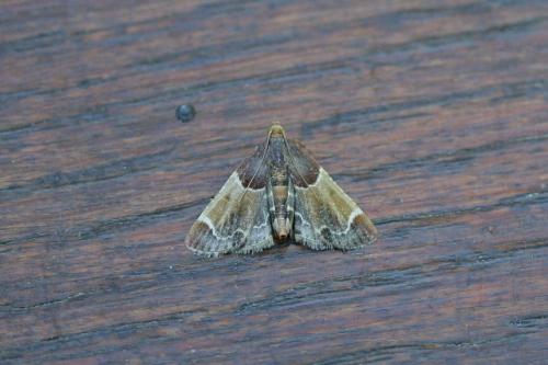 Réf. 60 107 : Pyralis farinalis