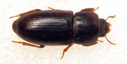 Réf. 60 266 : Phtora crenata