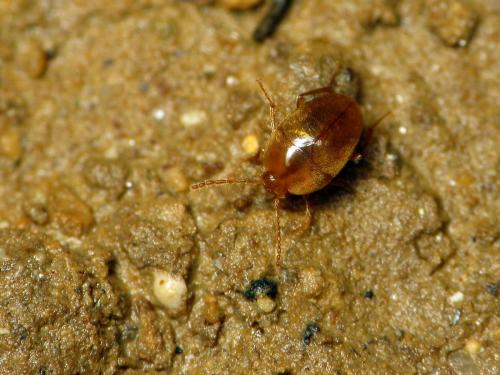Speophyes lucidulus