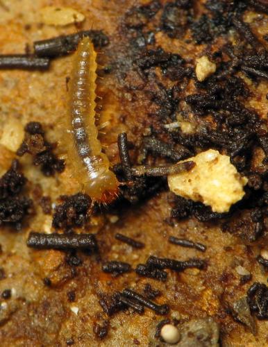 Réf. 60 269 : Speophyes lucidulus