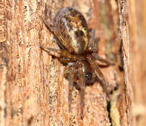 Réf. 60 687 : Amaurobius sp.