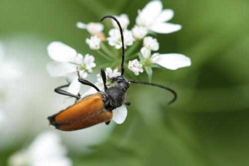 Stictoleptura fulva