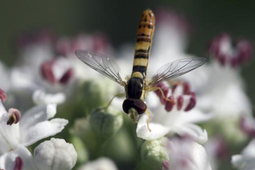 Sphaerophoria scripta