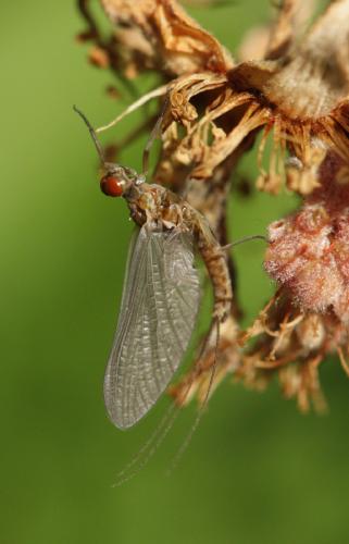 Serratella ignita