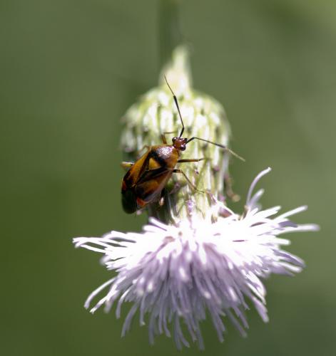 Deraeocoris ruber
