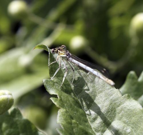 Platycnemis pennipes