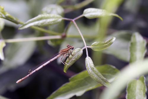 Réf. 60 123 : Platycnemis pennipes