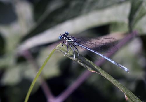 Platycnemis pennipes