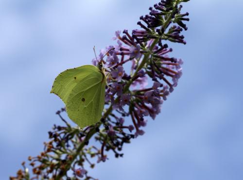 Gonepteryx rhamni