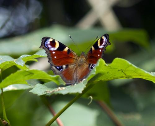 Aglais io